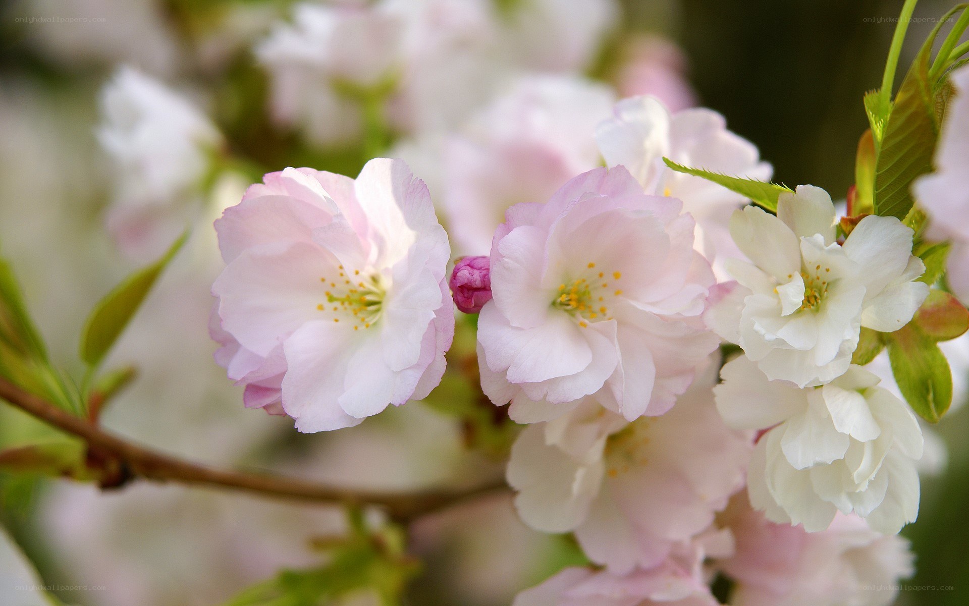 Pink cherry blossoms in bloom
