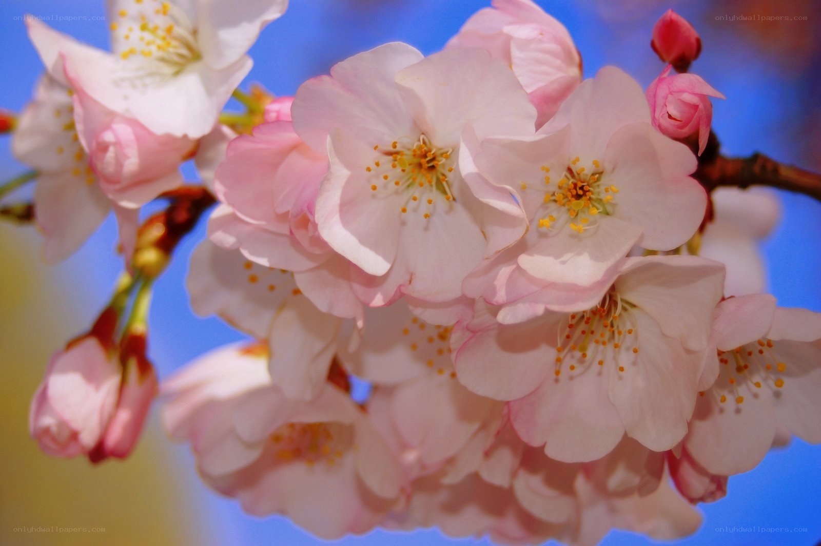 Pink cherry blossoms in bloom
