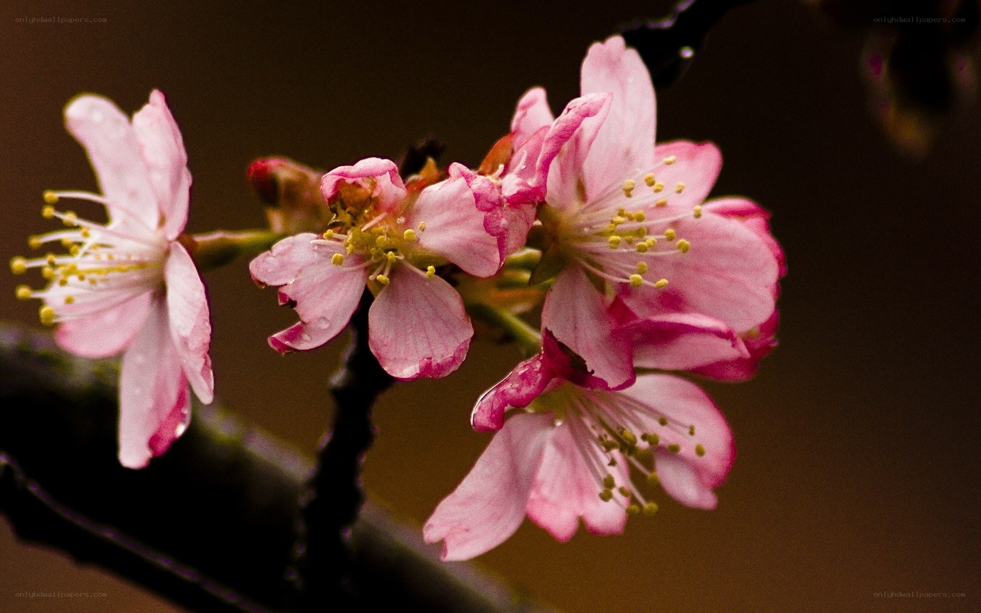 Pink cherry blossoms in bloom