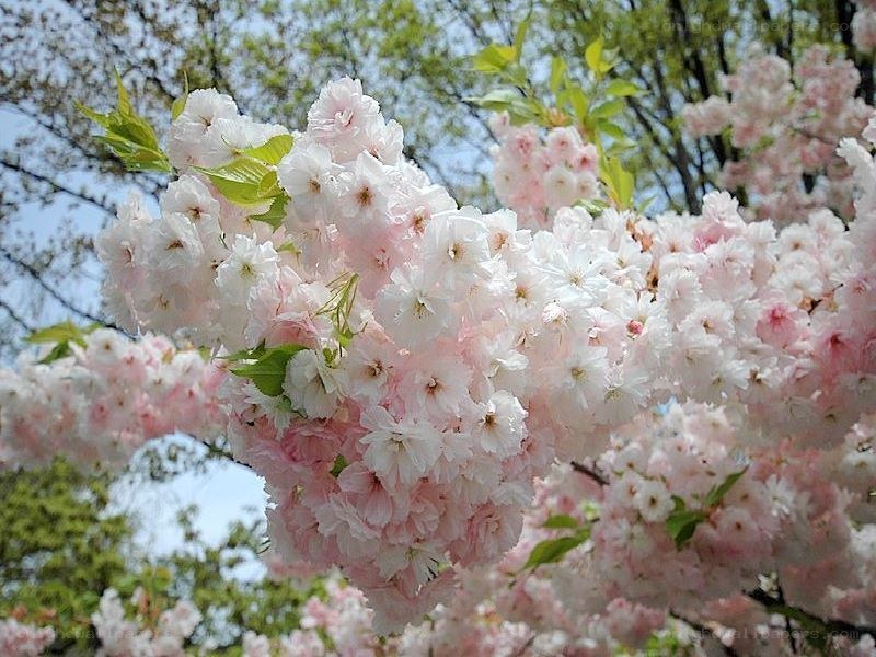 Pink cherry blossoms in bloom