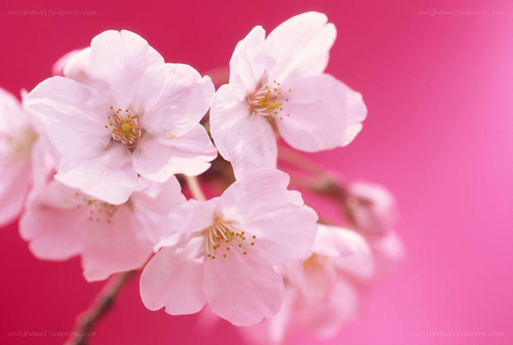 Pink cherry blossoms in bloom