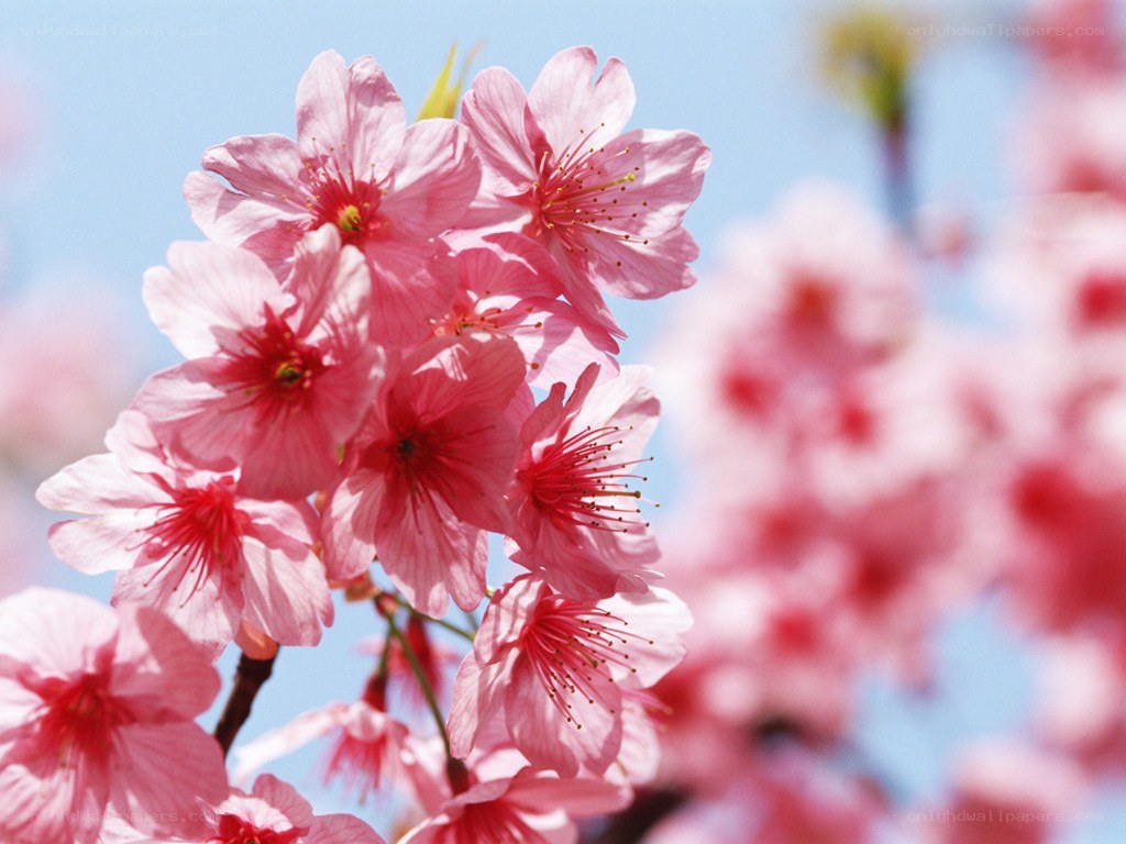 Pink cherry blossoms in bloom