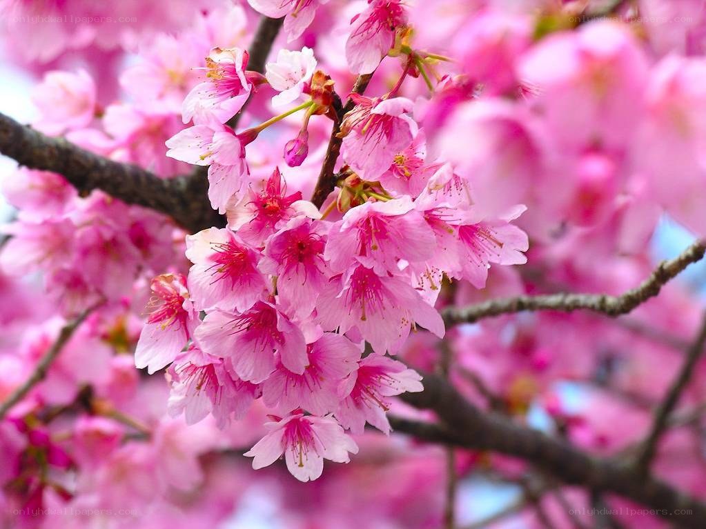 Pink cherry blossoms in bloom