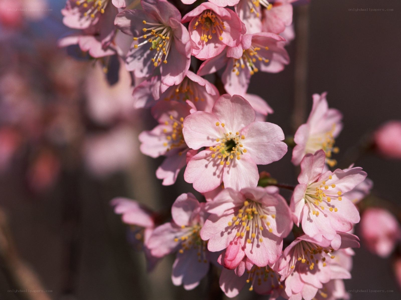 Pink cherry blossoms in bloom