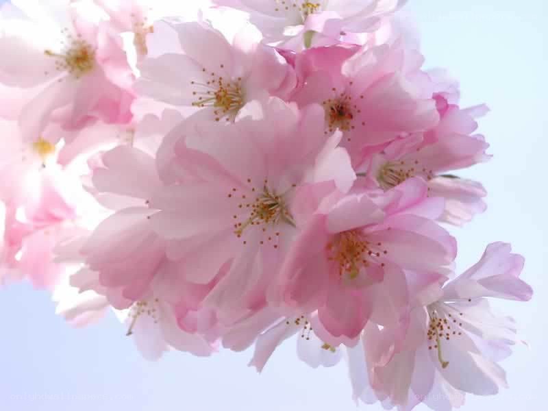 Pink cherry blossoms in bloom