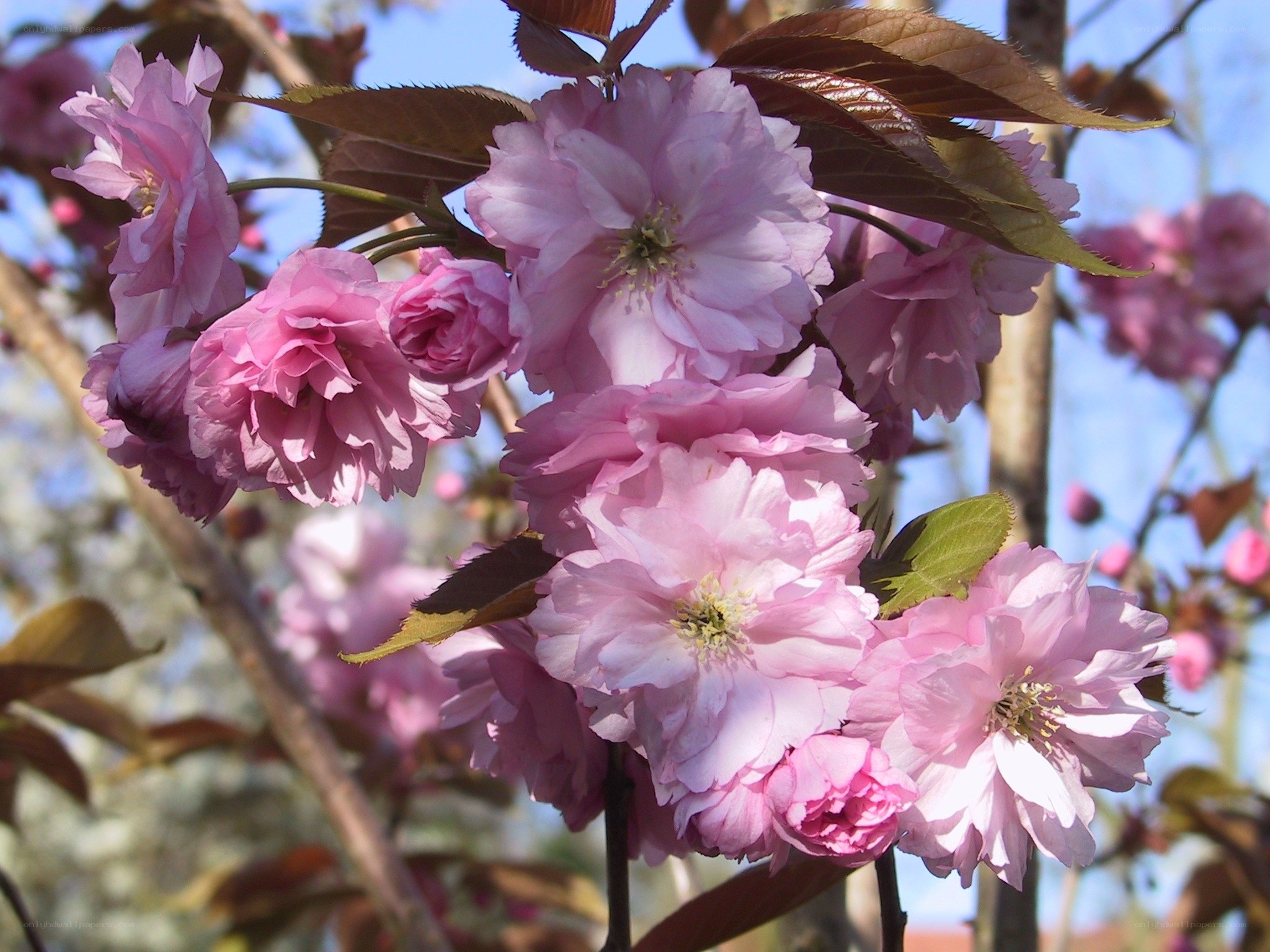 Pink cherry blossoms in bloom