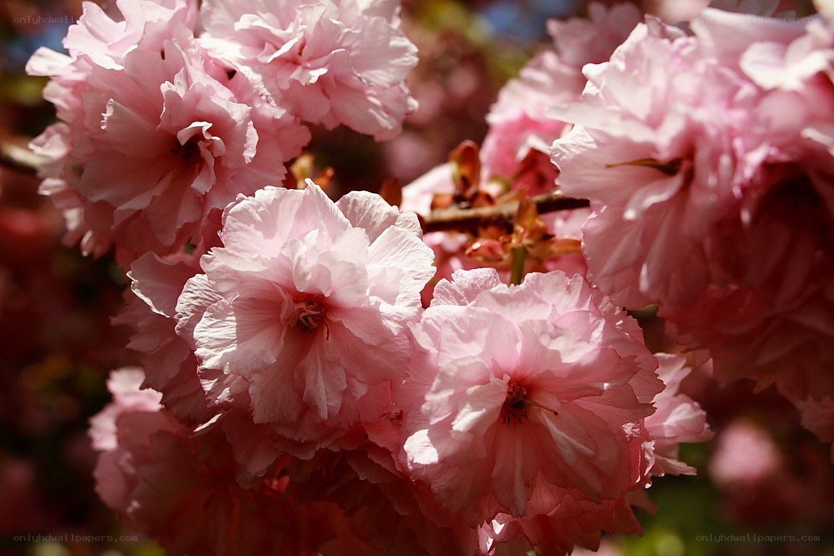 Pink cherry blossoms in bloom