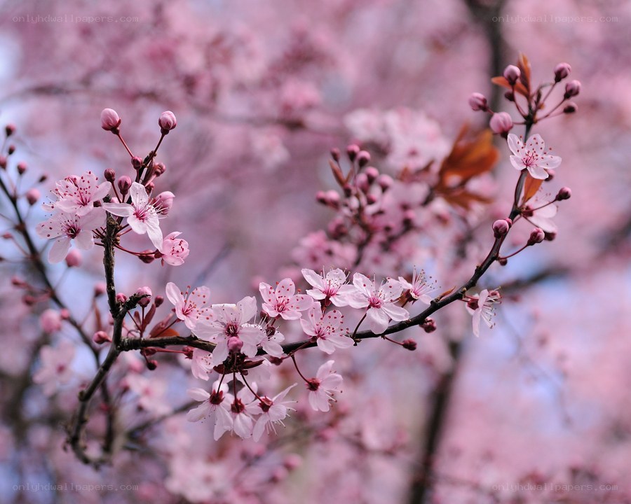 Pink cherry blossoms in bloom