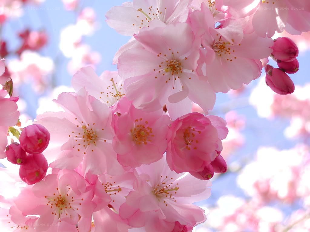 Pink cherry blossoms in bloom