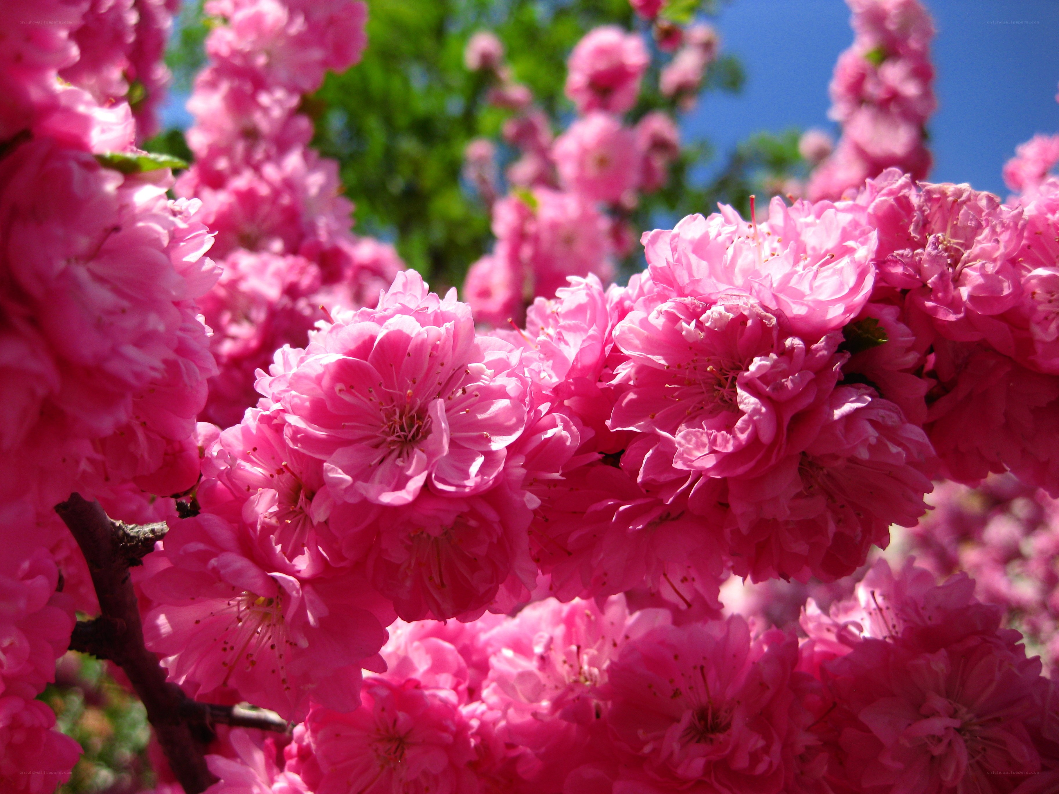 Pink cherry blossoms in bloom