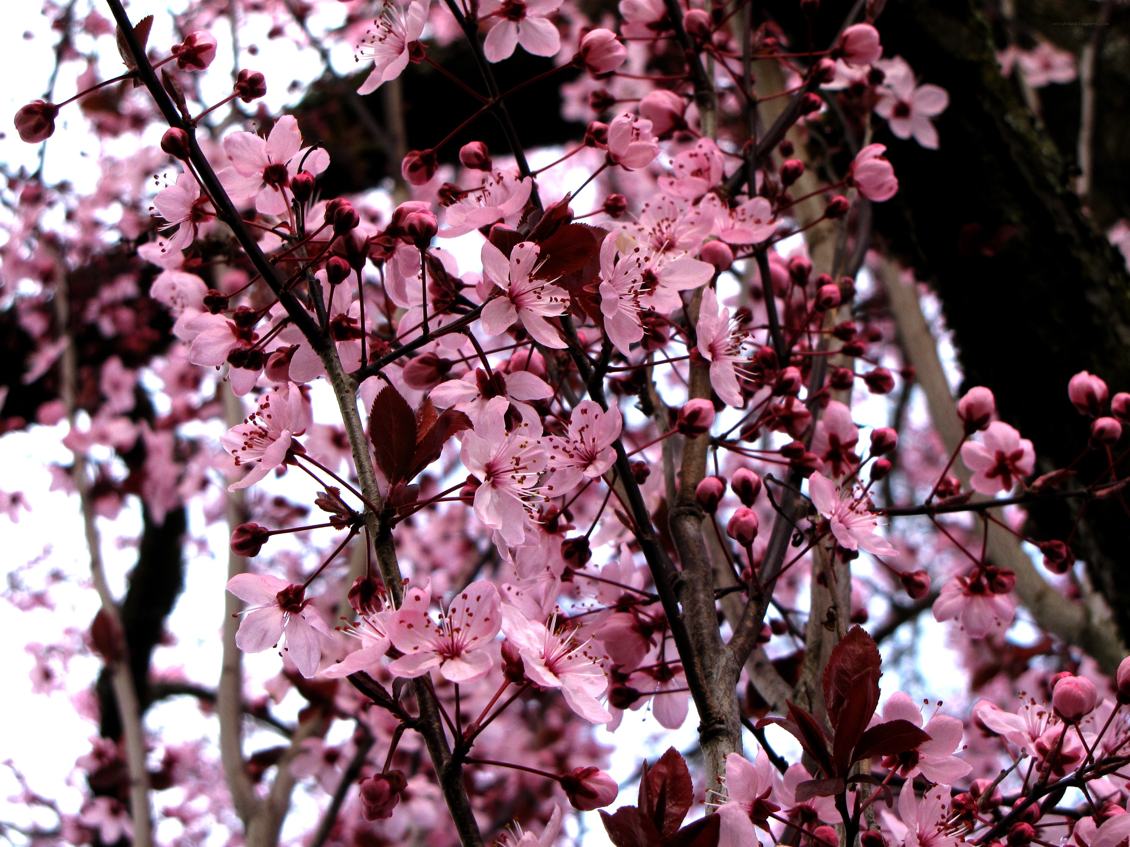 Pink cherry blossoms in bloom