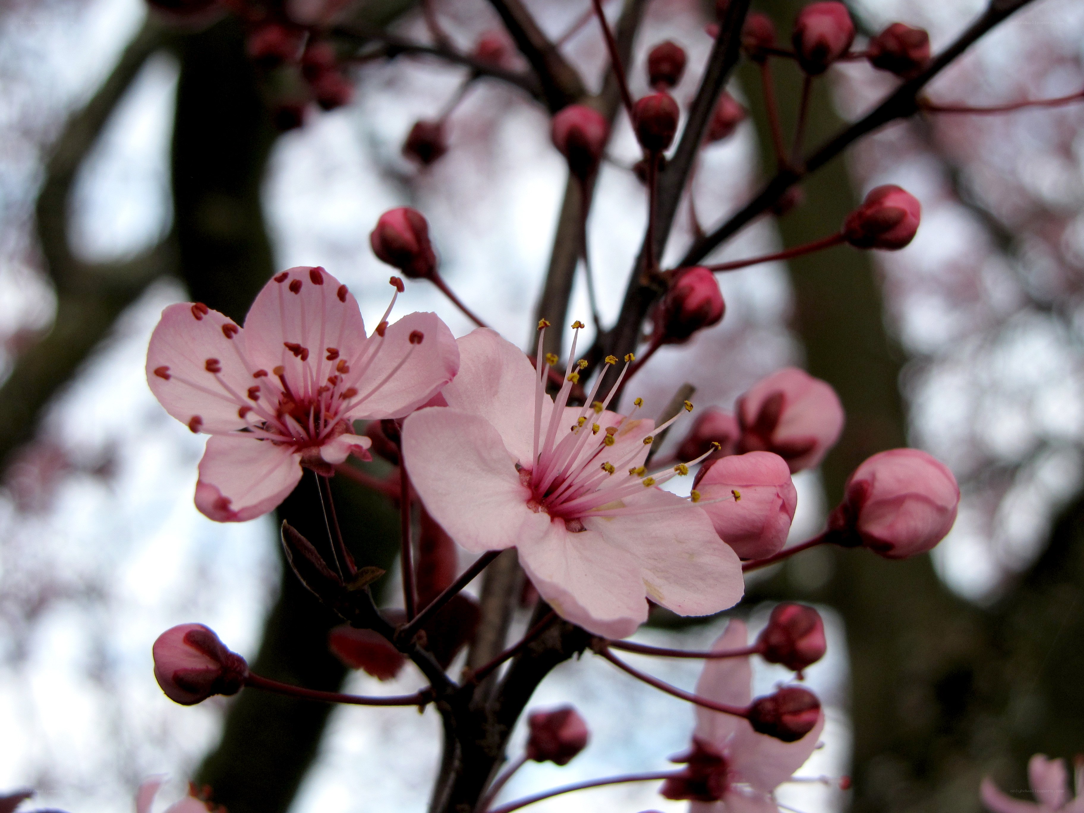 Pink cherry blossoms in bloom
