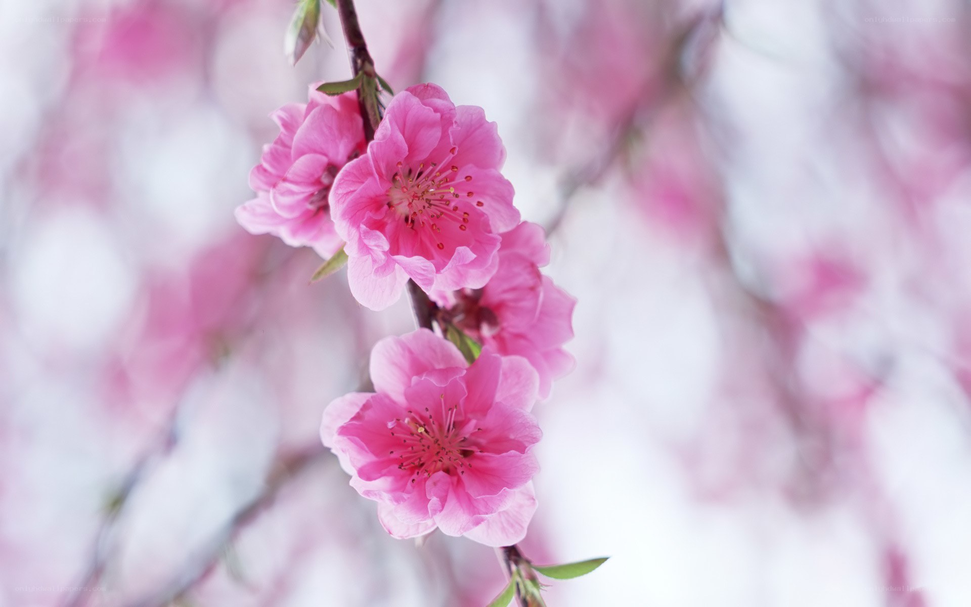 Pink cherry blossoms in bloom