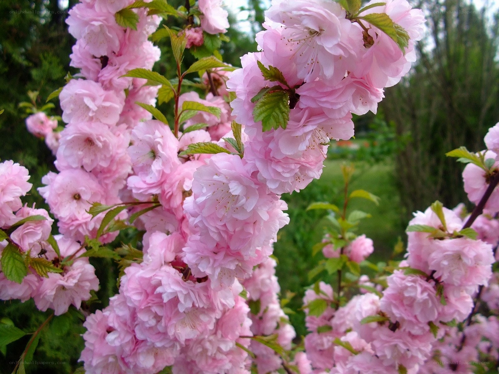 Pink cherry blossoms in bloom