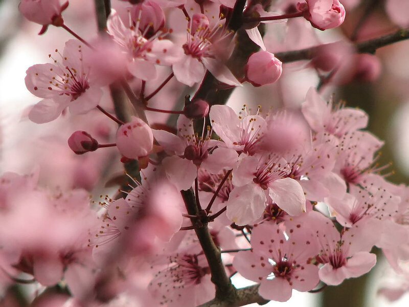 Pink cherry blossoms in bloom