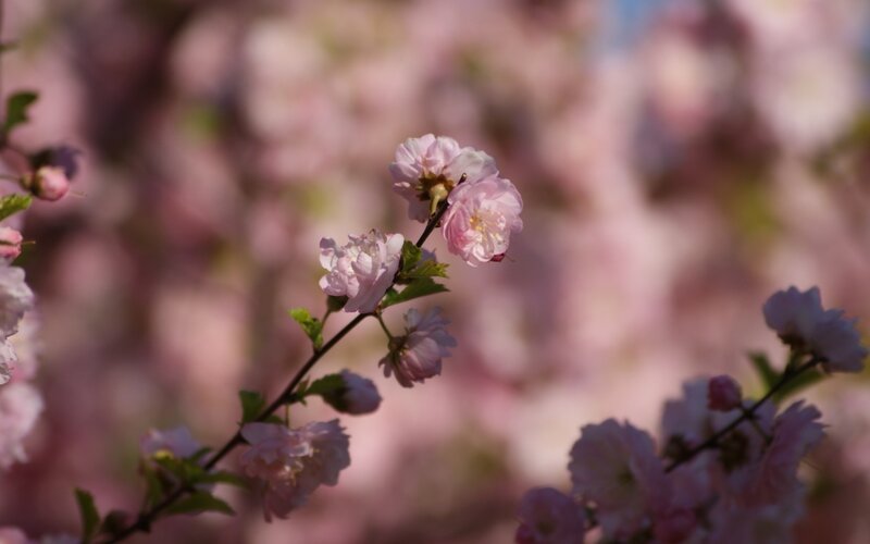 Pink cherry blossoms in bloom
