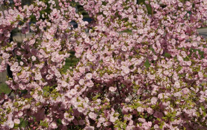 Pink cherry blossoms in bloom