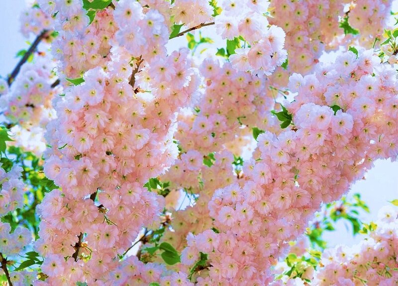Pink cherry blossoms in bloom