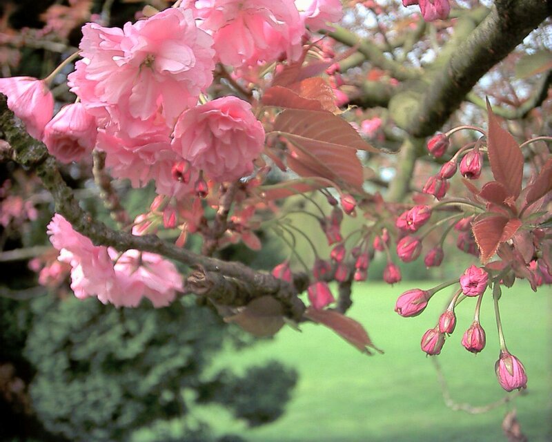 Pink cherry blossoms in bloom