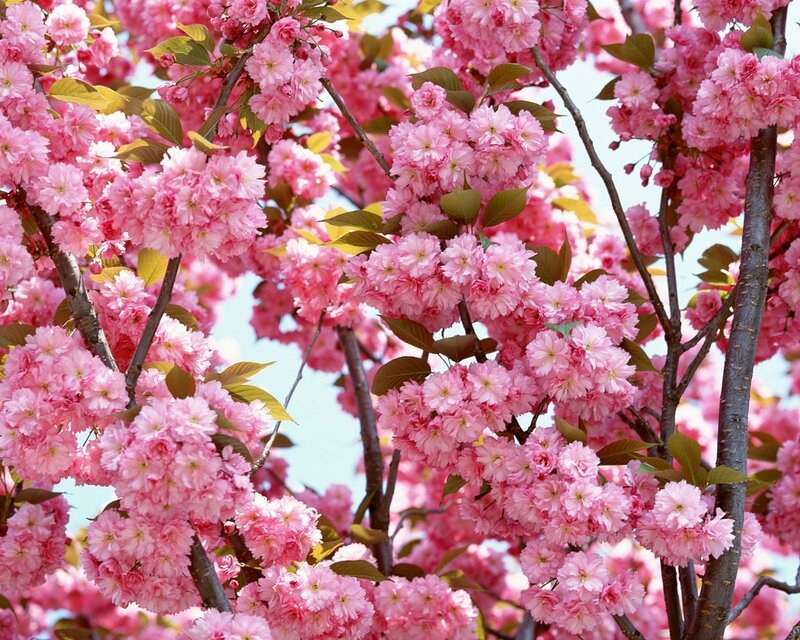 Pink cherry blossoms in bloom