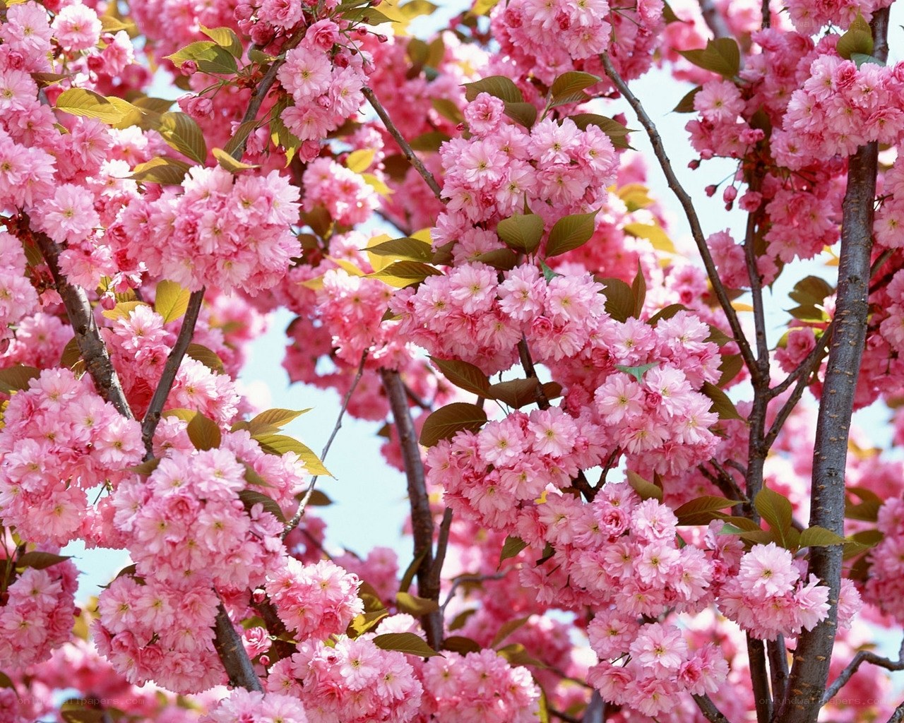 Pink cherry blossoms in bloom