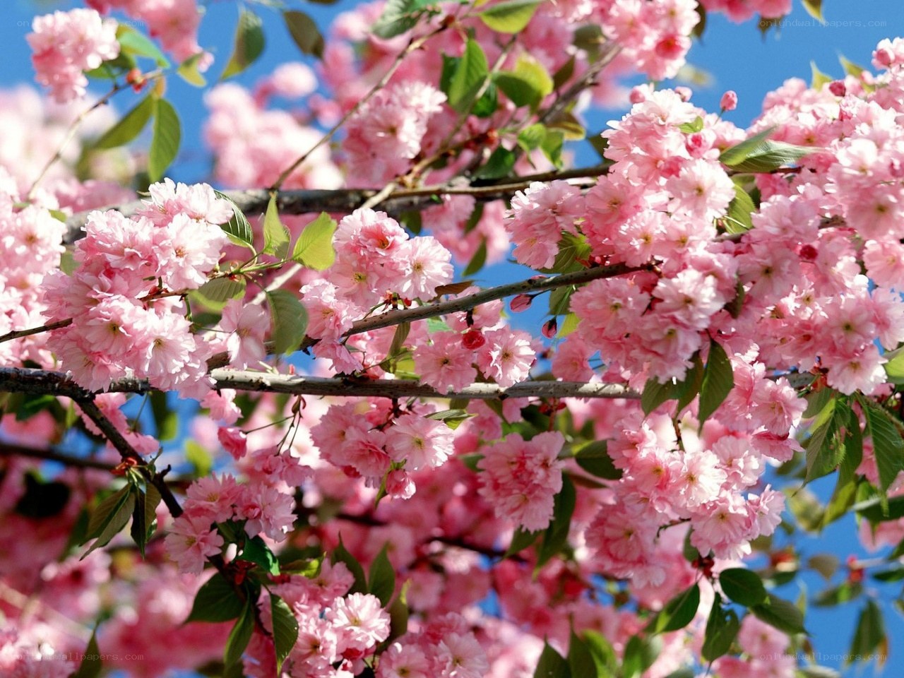Pink cherry blossoms in bloom
