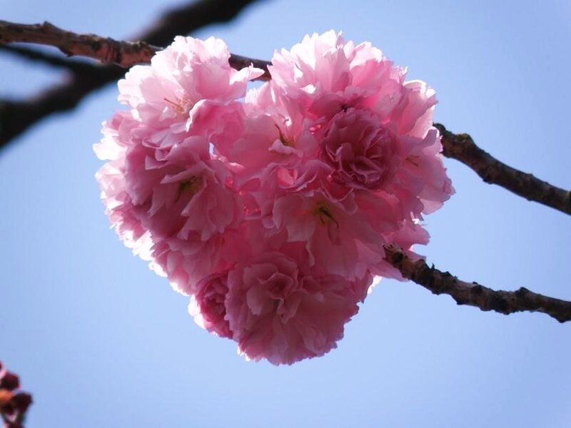 Pink cherry blossoms in bloom