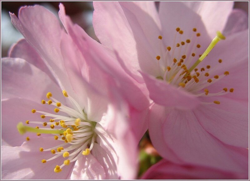 Pink cherry blossoms in bloom