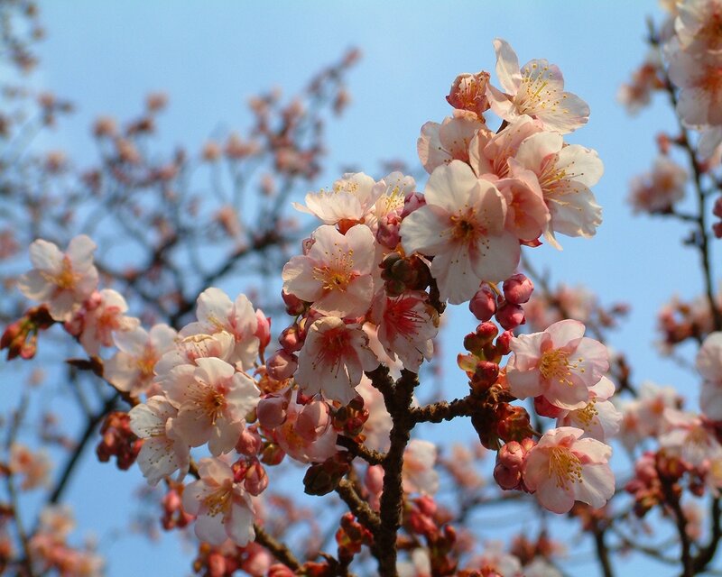 Pink cherry blossoms in bloom
