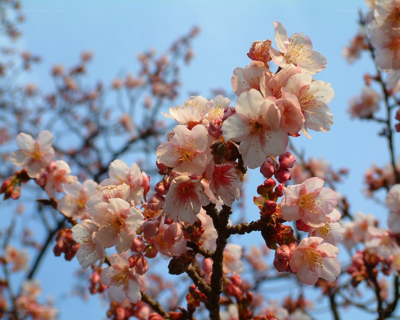 Pink cherry blossoms in bloom