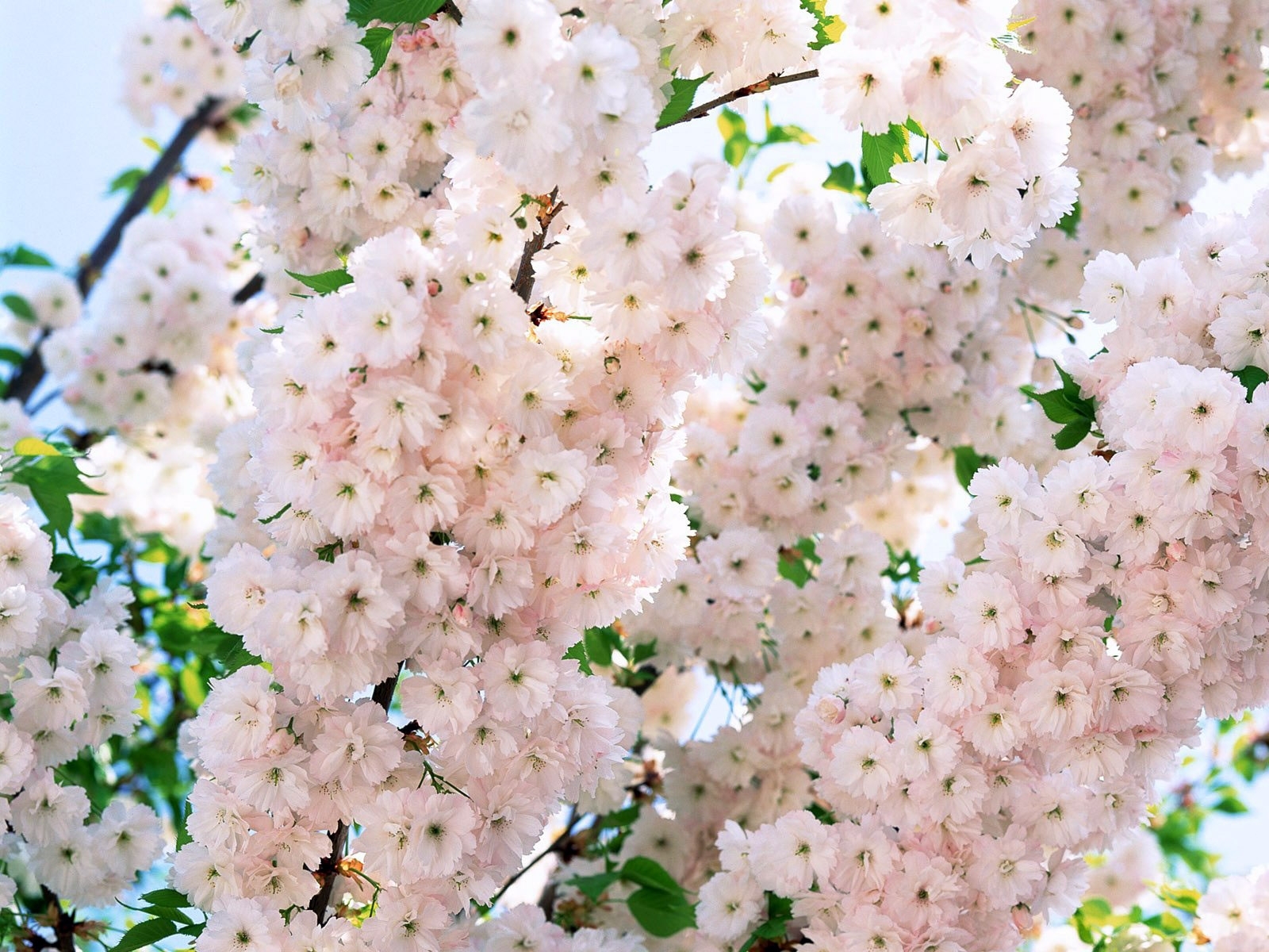 Pink cherry blossoms in bloom
