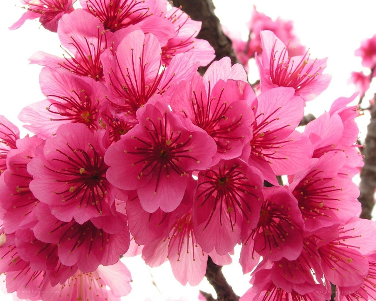 Pink cherry blossoms in bloom