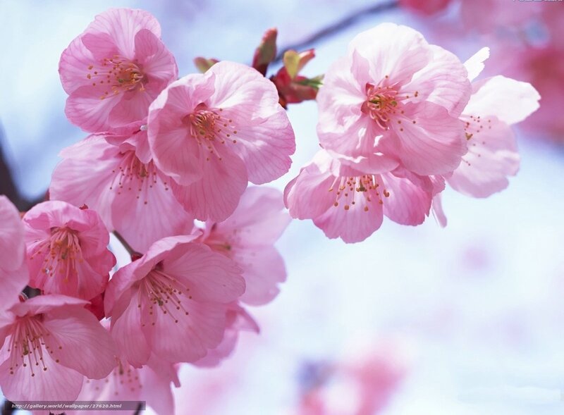 Pink cherry blossoms in bloom