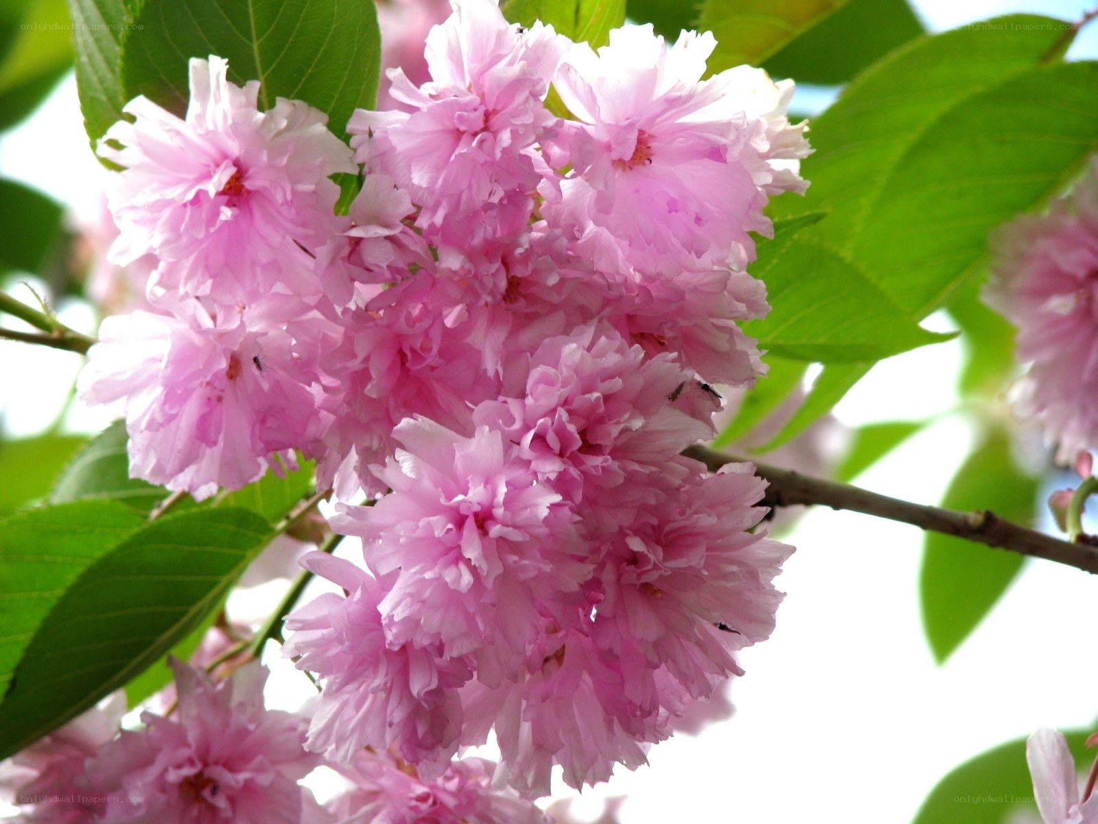 Pink cherry blossoms in bloom