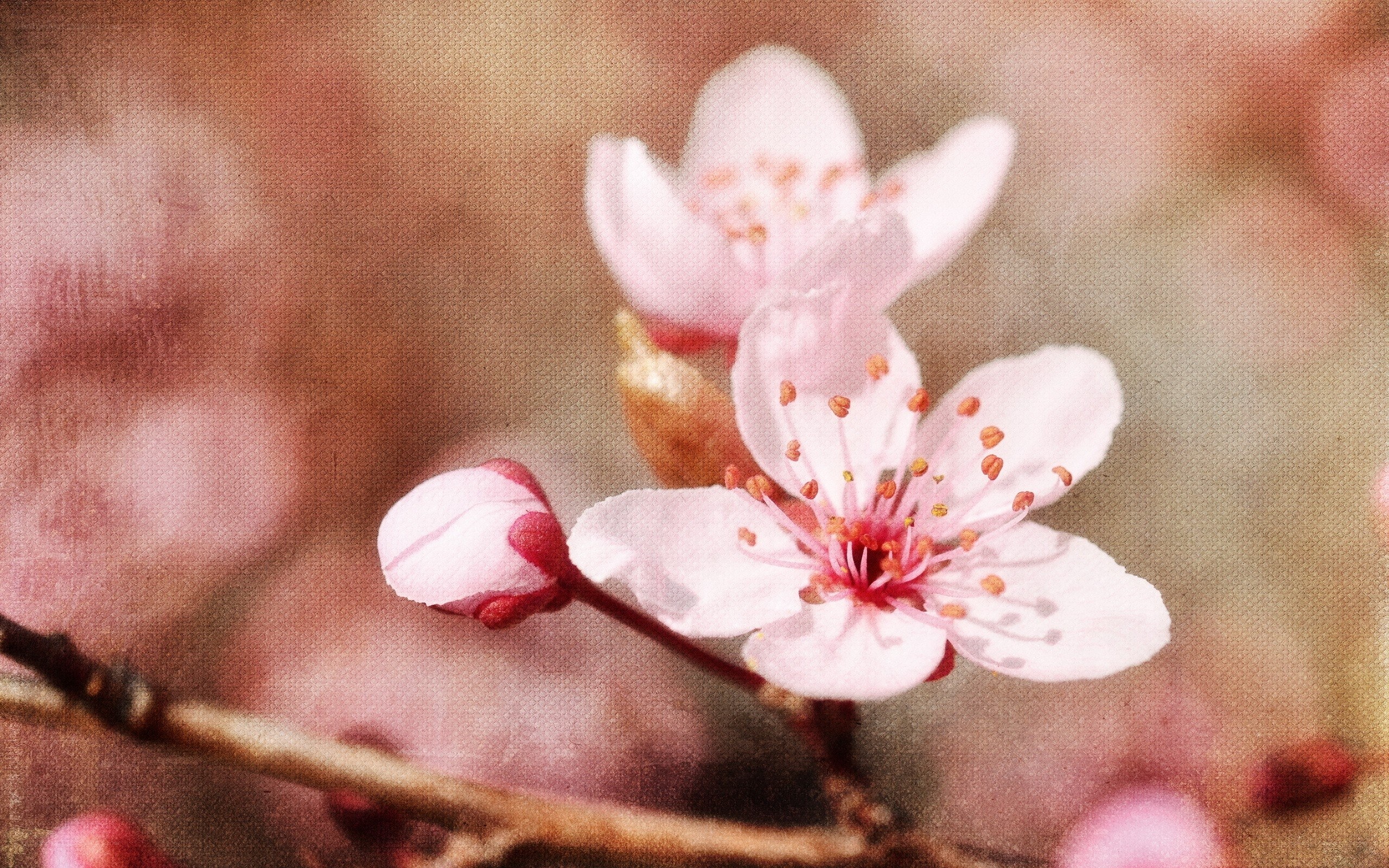 Pink cherry blossoms in bloom