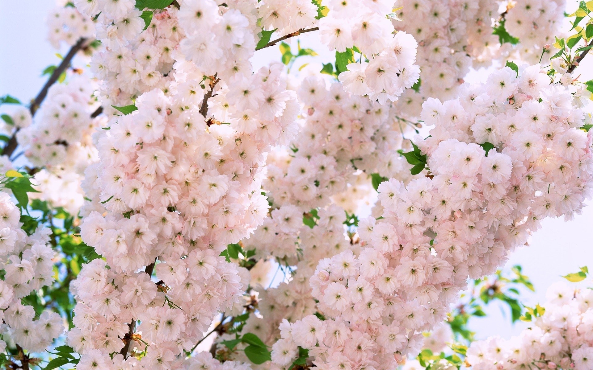 Pink cherry blossoms in bloom
