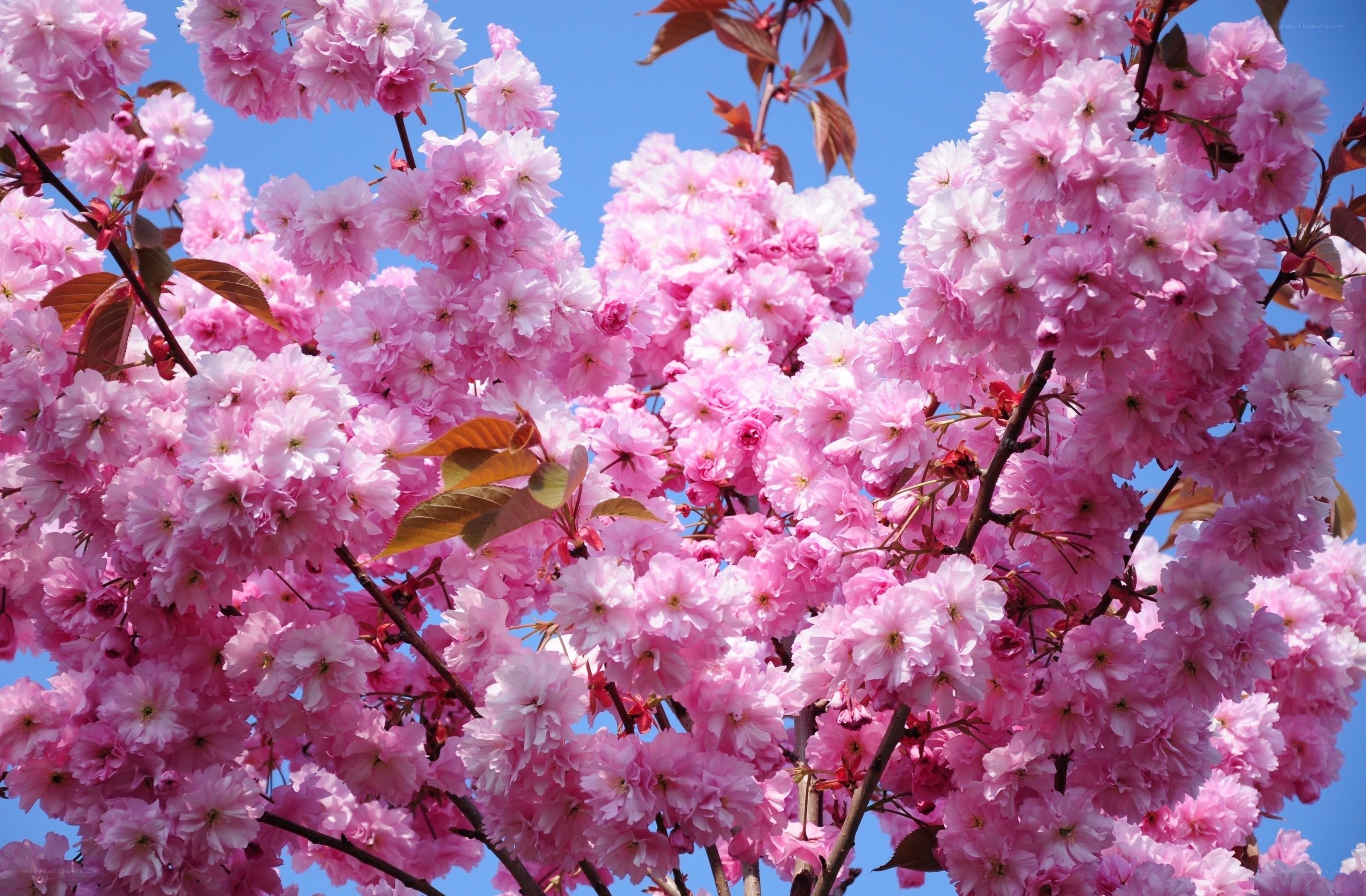 Pink cherry blossoms in bloom