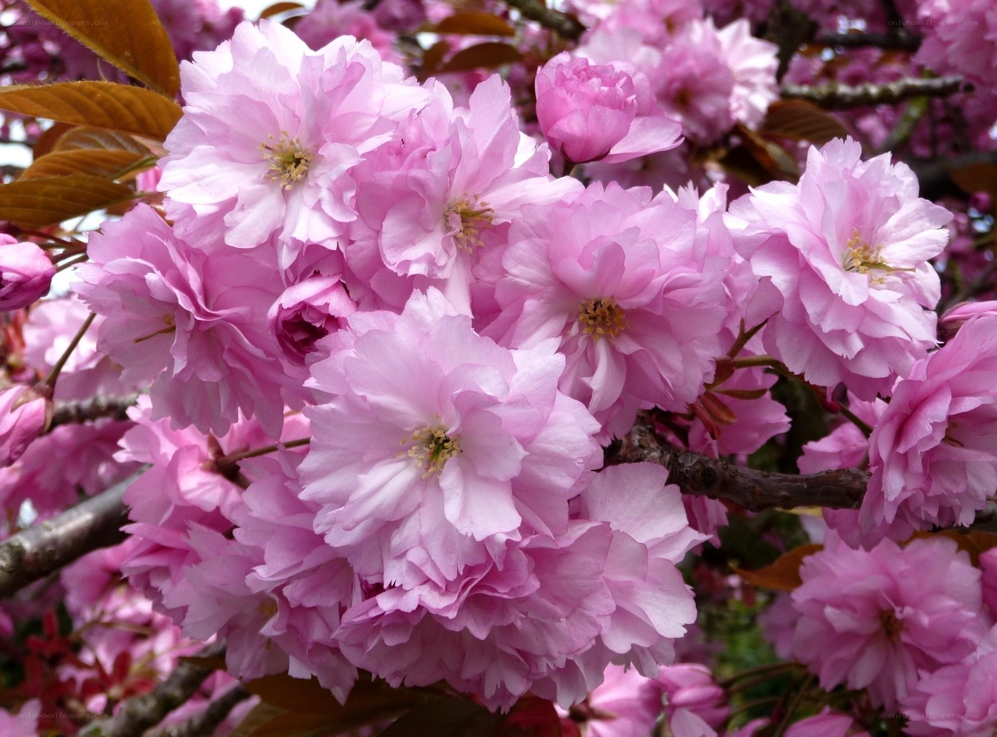 Pink cherry blossoms in bloom
