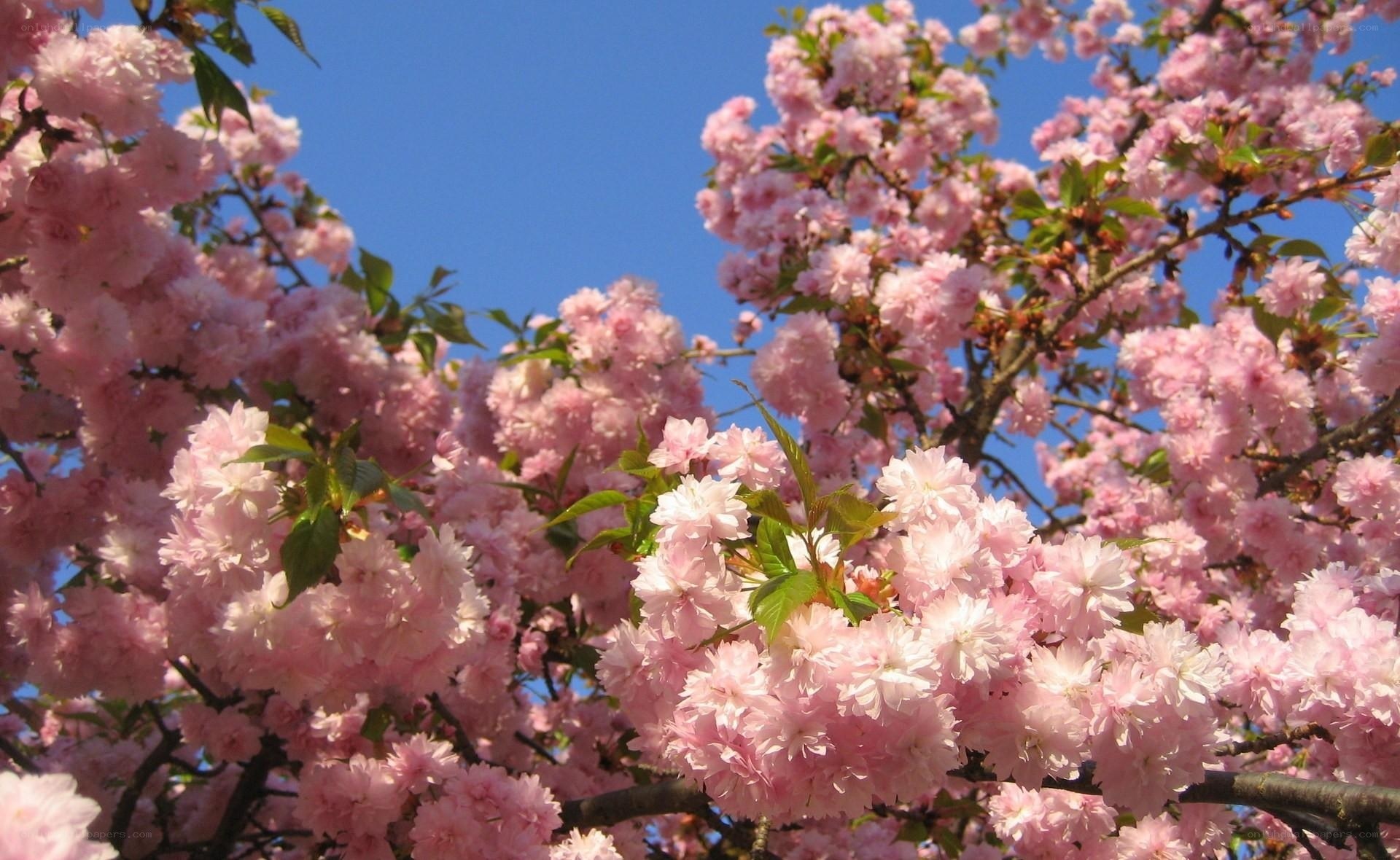 Pink cherry blossoms in bloom