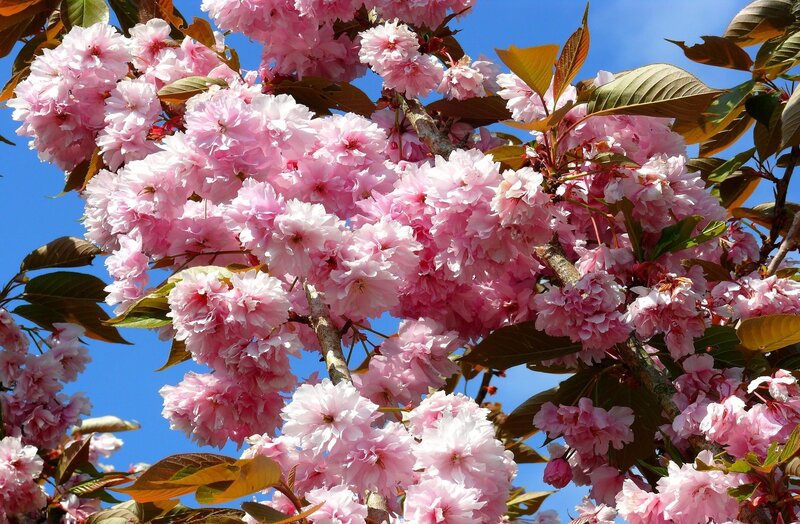 Pink cherry blossoms in bloom