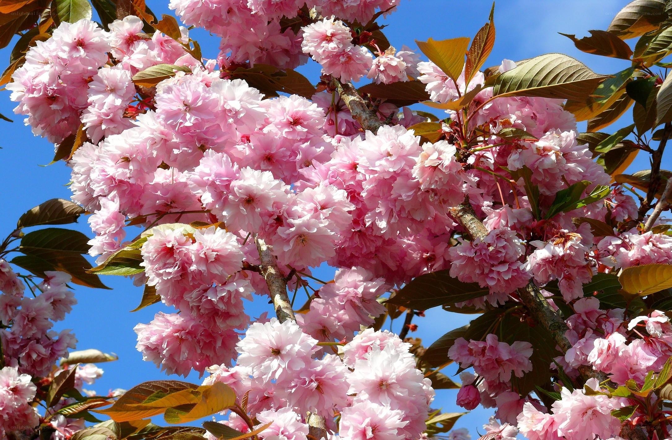 Pink cherry blossoms in bloom