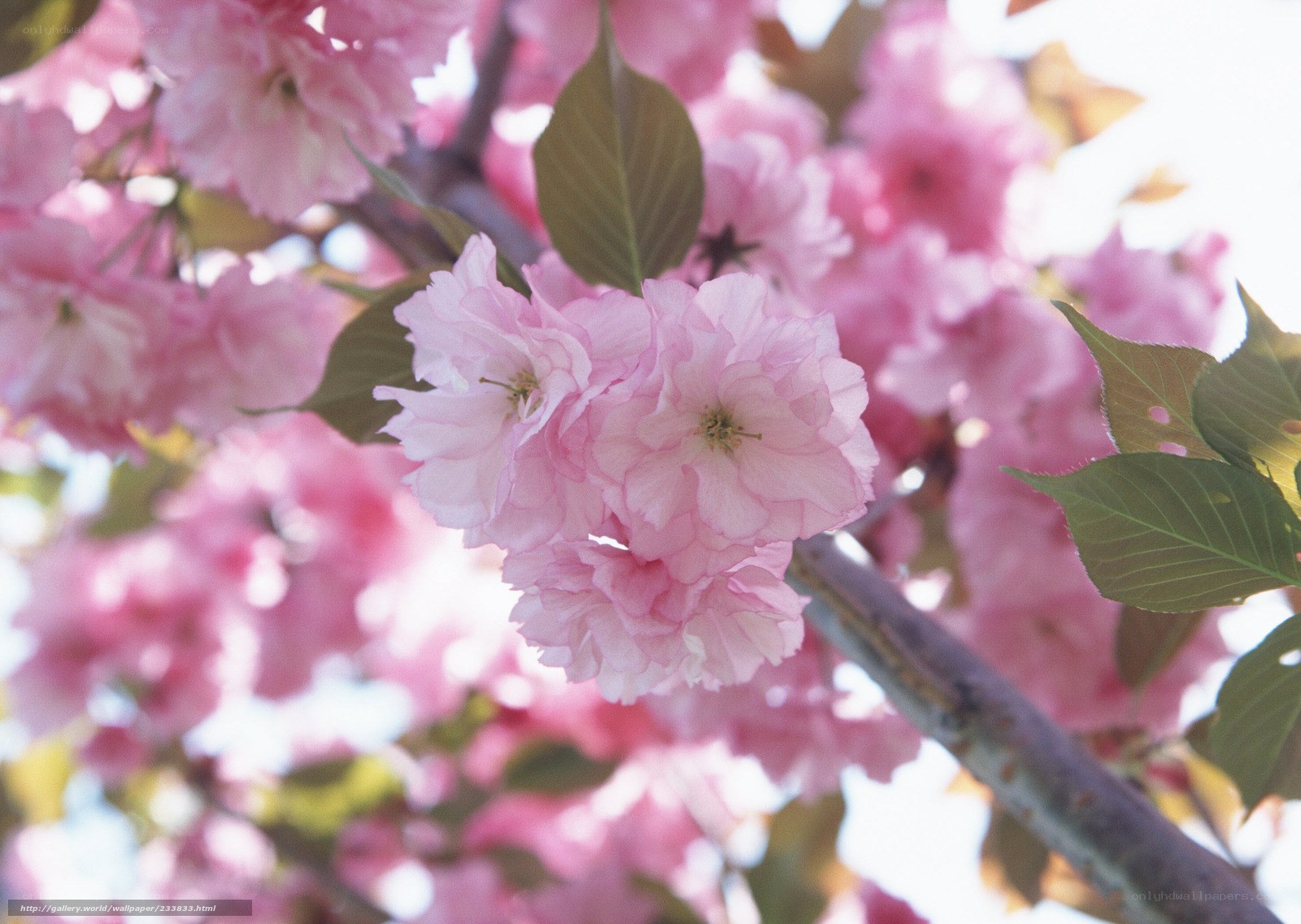 Pink cherry blossoms in bloom