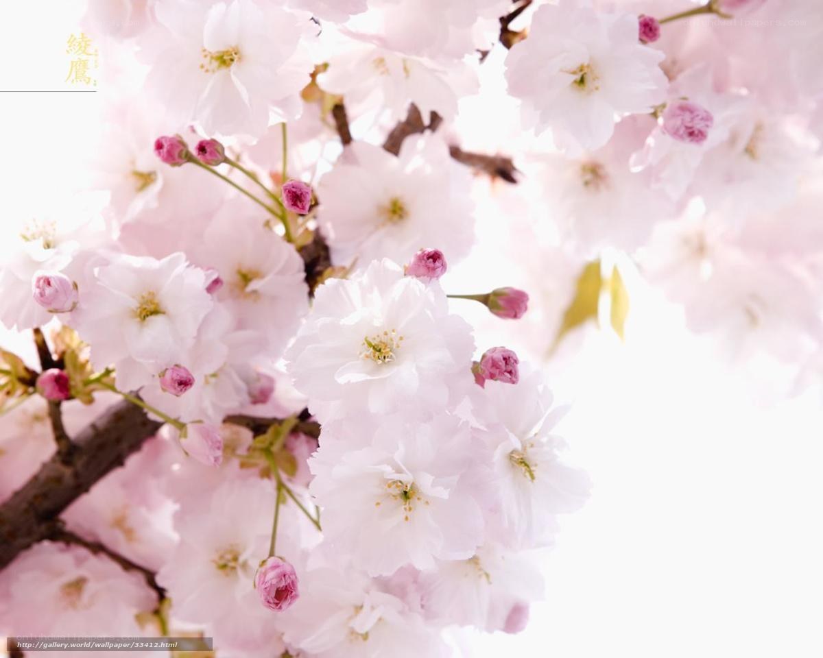 Pink cherry blossoms in bloom