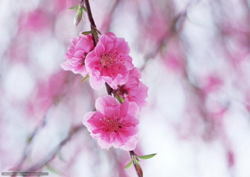 Pink cherry blossoms in bloom