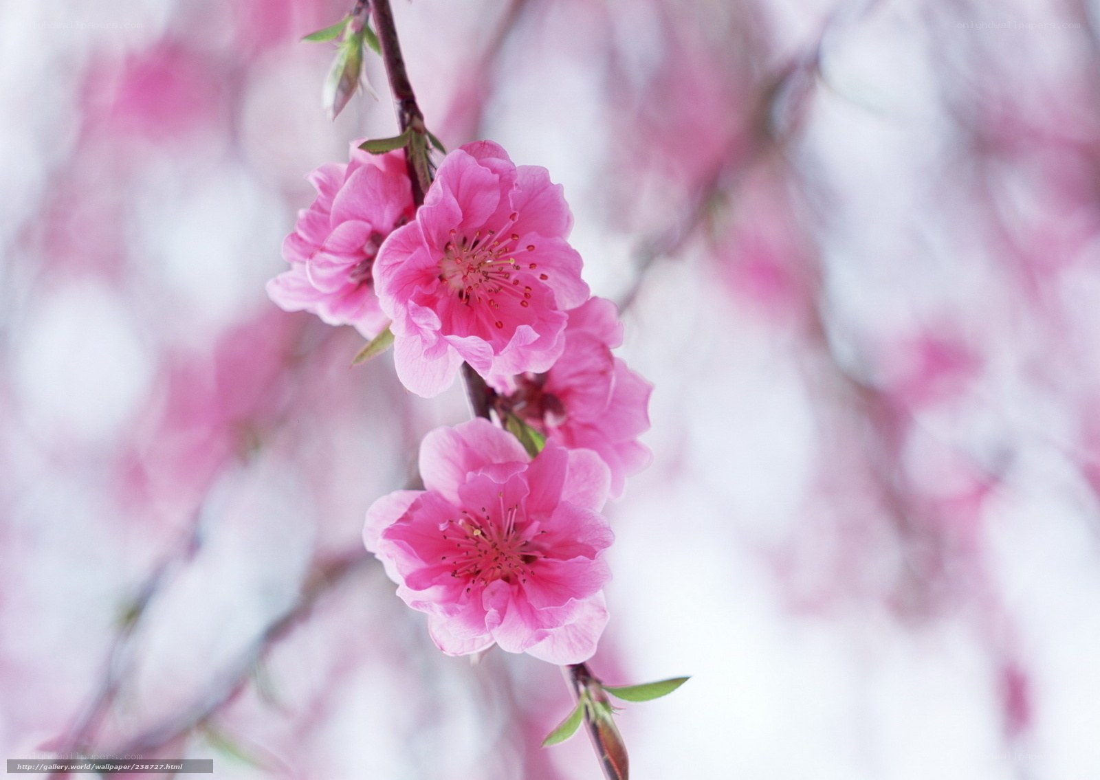 Pink cherry blossoms in bloom