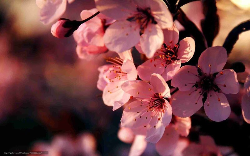 Pink cherry blossoms in bloom