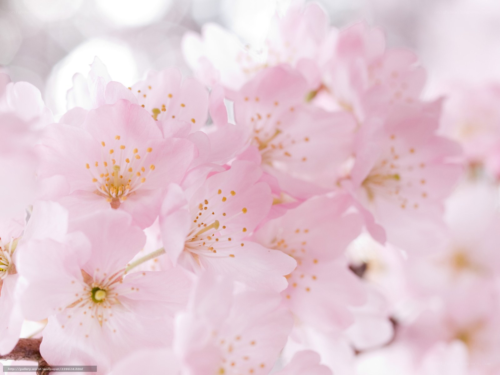 Pink cherry blossoms in bloom