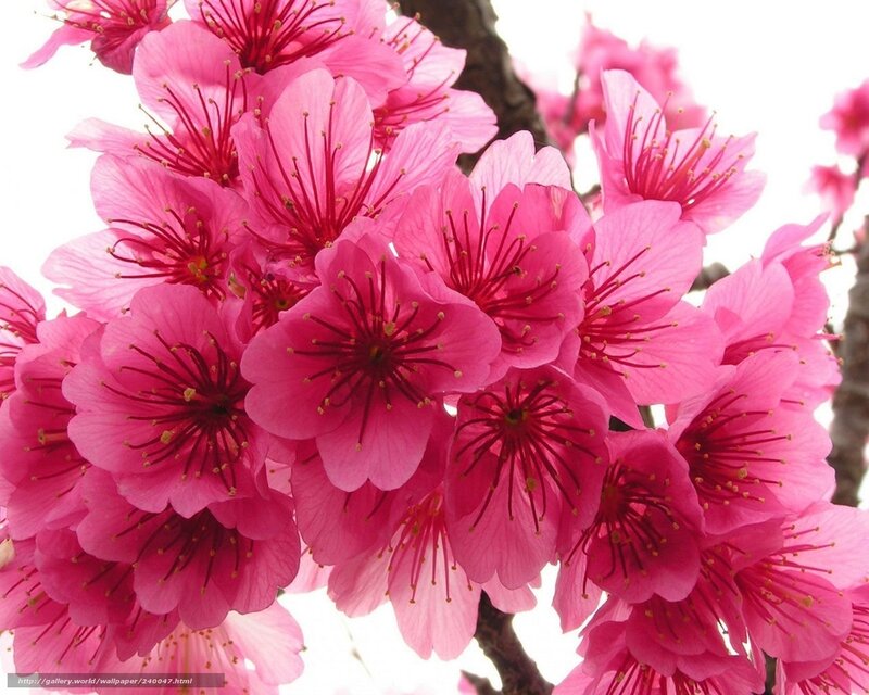 Pink cherry blossoms in bloom