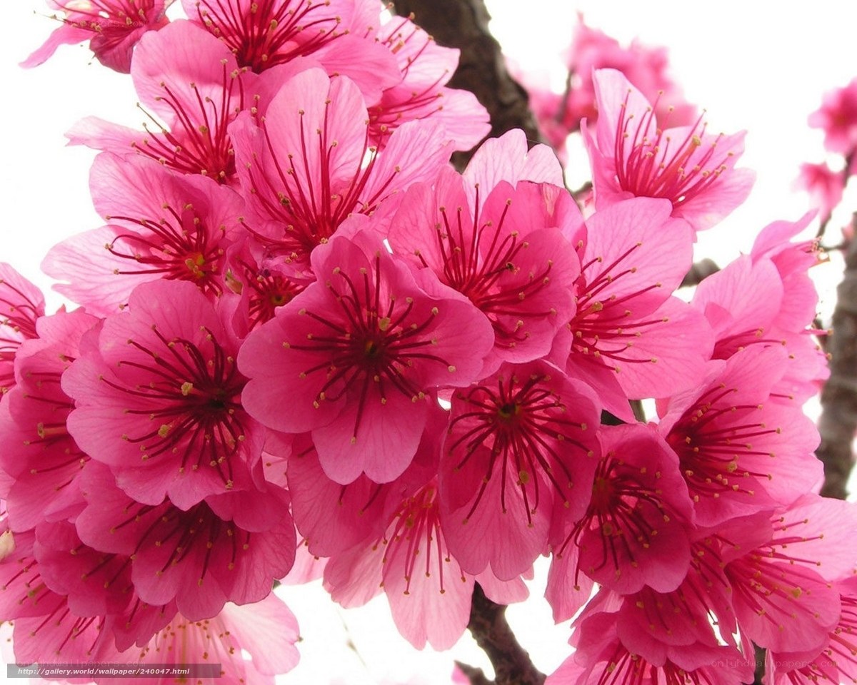 Pink cherry blossoms in bloom