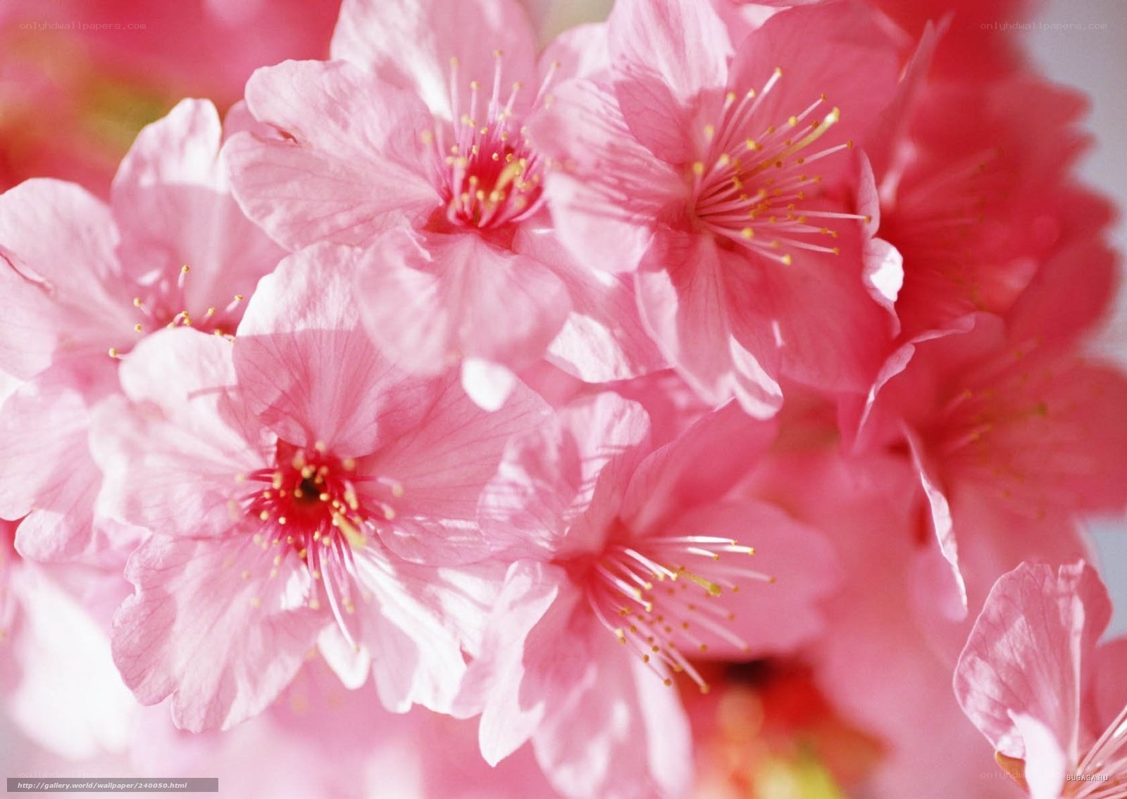 Pink cherry blossoms in bloom